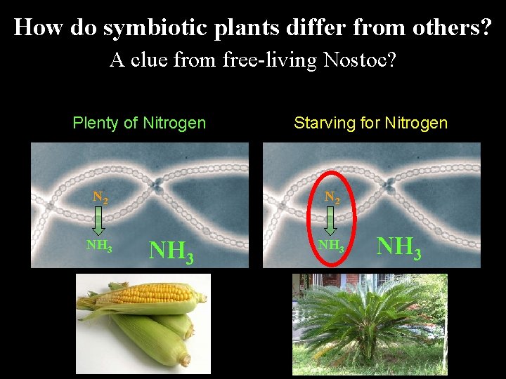 How do symbiotic plants differ from others? A clue from free-living Nostoc? Plenty of How do symbiotic plants differ from others? A clue from free-living Nostoc? Plenty of