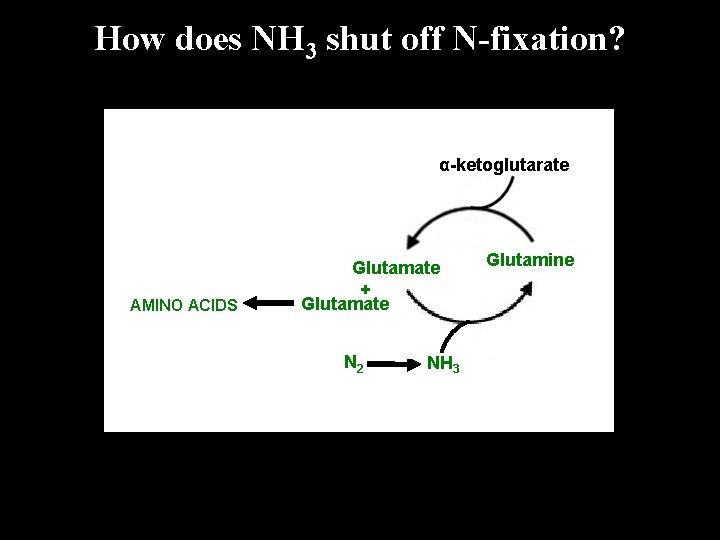 How does NH 3 shut off N-fixation? α-ketoglutarate AMINO ACIDS Glutamate + Glutamate N How does NH 3 shut off N-fixation? α-ketoglutarate AMINO ACIDS Glutamate + Glutamate N