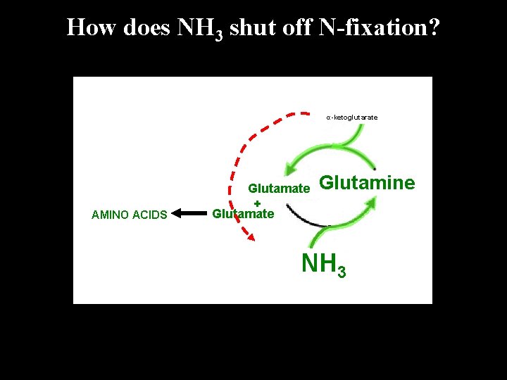How does NH 3 shut off N-fixation? α-ketoglutarate AMINO ACIDS Glutamate + Glutamate N How does NH 3 shut off N-fixation? α-ketoglutarate AMINO ACIDS Glutamate + Glutamate N