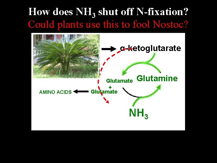 How does NH 3 shut off N-fixation? Could plants use this to fool Nostoc? How does NH 3 shut off N-fixation? Could plants use this to fool Nostoc?