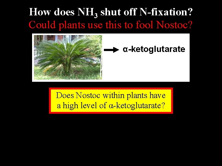 How does NH 3 shut off N-fixation? Could plants use this to fool Nostoc? How does NH 3 shut off N-fixation? Could plants use this to fool Nostoc?