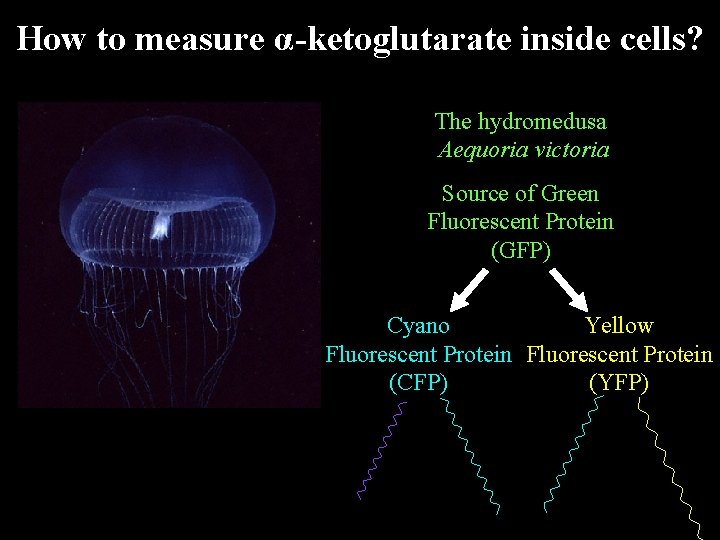 How to measure α-ketoglutarate inside cells? The hydromedusa Aequoria victoria Source of Green Fluorescent How to measure α-ketoglutarate inside cells? The hydromedusa Aequoria victoria Source of Green Fluorescent