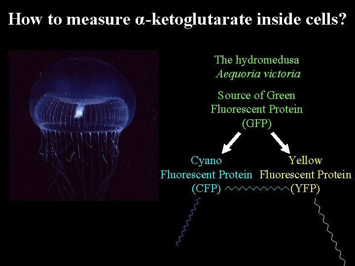 How to measure α-ketoglutarate inside cells? The hydromedusa Aequoria victoria Source of Green Fluorescent How to measure α-ketoglutarate inside cells? The hydromedusa Aequoria victoria Source of Green Fluorescent