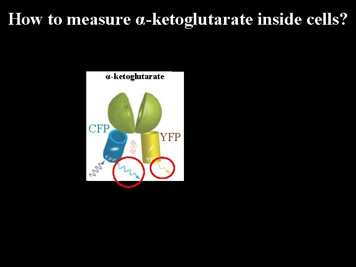 How to measure α-ketoglutarate inside cells? α-ketoglutarate CFP YFP How to measure α-ketoglutarate inside cells? α-ketoglutarate CFP YFP