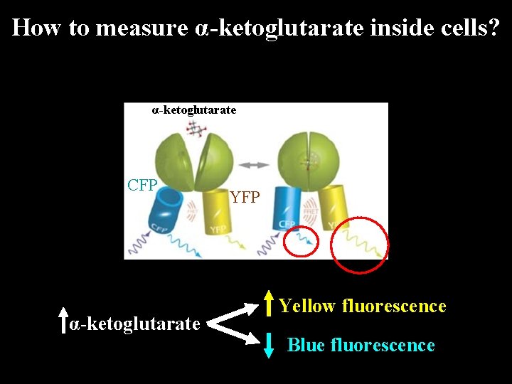 How to measure α-ketoglutarate inside cells? α-ketoglutarate CFP α-ketoglutarate YFP Yellow fluorescence Blue fluorescence How to measure α-ketoglutarate inside cells? α-ketoglutarate CFP α-ketoglutarate YFP Yellow fluorescence Blue fluorescence