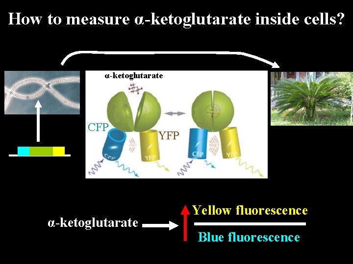 How to measure α-ketoglutarate inside cells? α-ketoglutarate CFP α-ketoglutarate YFP Yellow fluorescence Blue fluorescence How to measure α-ketoglutarate inside cells? α-ketoglutarate CFP α-ketoglutarate YFP Yellow fluorescence Blue fluorescence