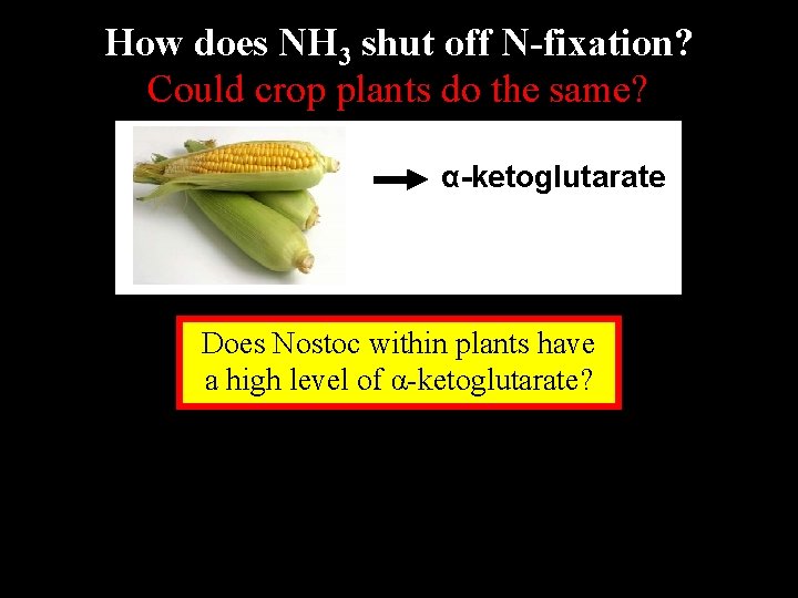 How does NH 3 shut off N-fixation? Could crop plants do the same? α-ketoglutarate How does NH 3 shut off N-fixation? Could crop plants do the same? α-ketoglutarate