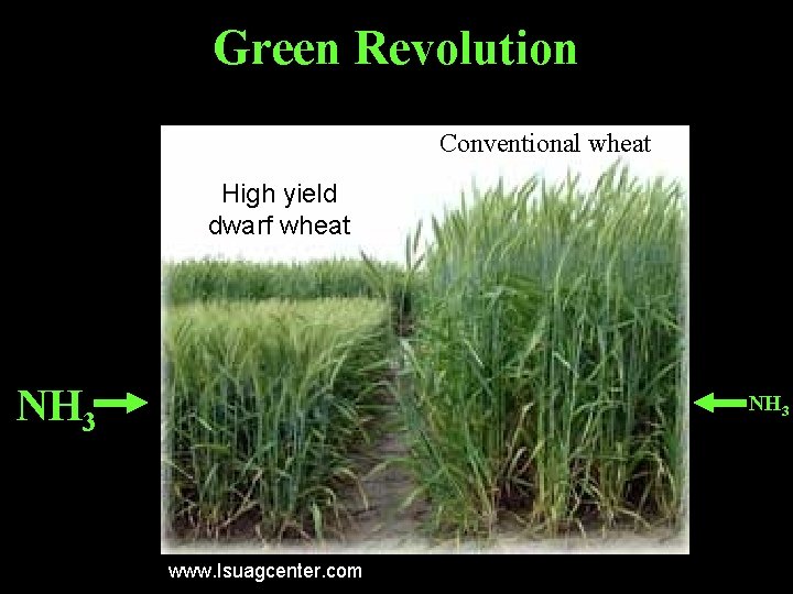Green Revolution Conventional wheat High yield dwarf wheat NH 3 www. Isuagcenter. com Green Revolution Conventional wheat High yield dwarf wheat NH 3 www. Isuagcenter. com