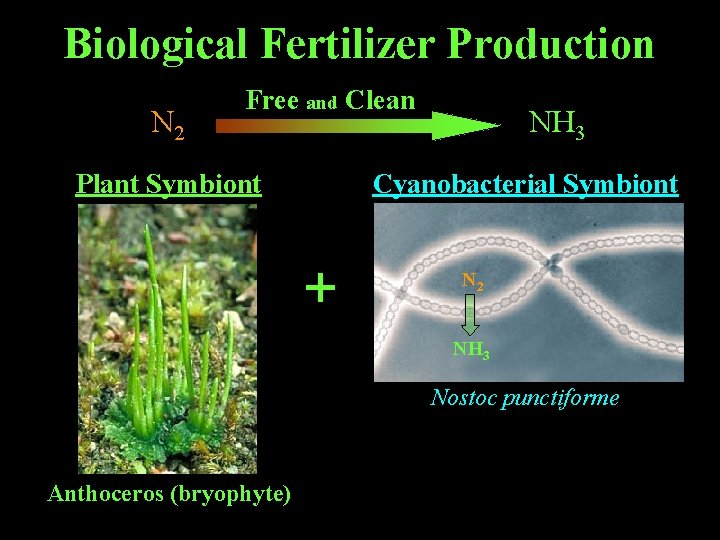 Biological Fertilizer Production N 2 $100's of $billions / year Free and Clean Plant Biological Fertilizer Production N 2 $100's of $billions / year Free and Clean Plant