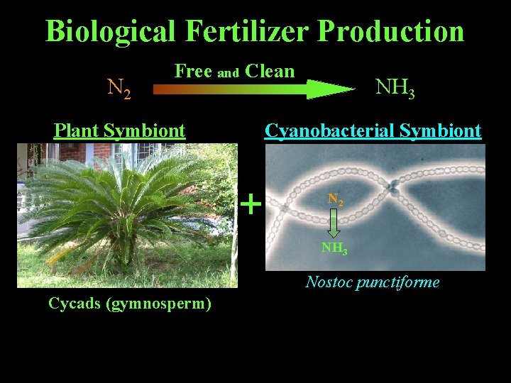 Biological Fertilizer Production N 2 $100's of $billions / year Free and Clean Plant Biological Fertilizer Production N 2 $100's of $billions / year Free and Clean Plant