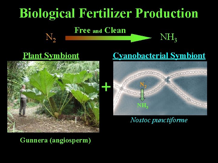 Biological Fertilizer Production N 2 $100's of $billions / year Free and Clean Plant Biological Fertilizer Production N 2 $100's of $billions / year Free and Clean Plant