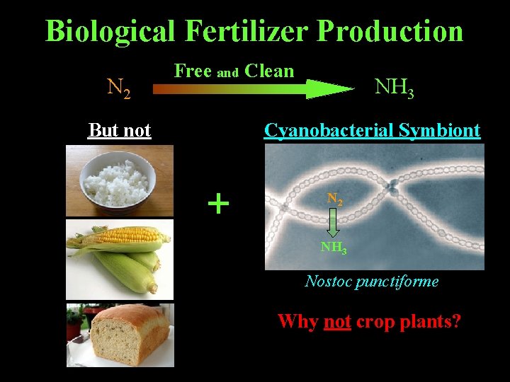 Biological Fertilizer Production N 2 $100's of $billions / year Free and Clean But Biological Fertilizer Production N 2 $100's of $billions / year Free and Clean But