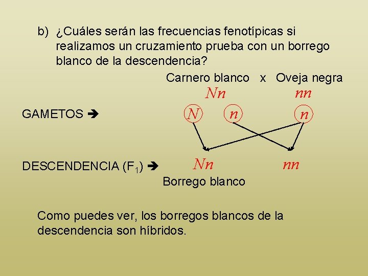 b) ¿Cuáles serán las frecuencias fenotípicas si realizamos un cruzamiento prueba con un borrego