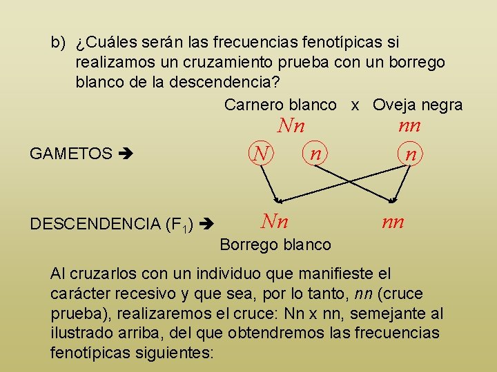 b) ¿Cuáles serán las frecuencias fenotípicas si realizamos un cruzamiento prueba con un borrego