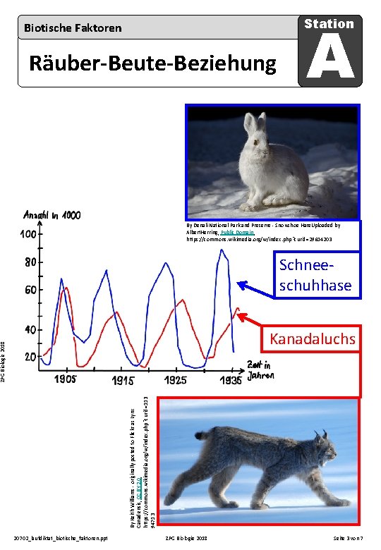 A Station Biotische Faktoren Räuber-Beute-Beziehung By Denali National Park and Preserve - Snowshoe Hare.