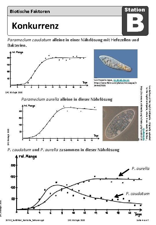 B Station Biotische Faktoren Konkurrenz Paramecium caudatum alleine in einer Nährlösung mit Hefezellen und