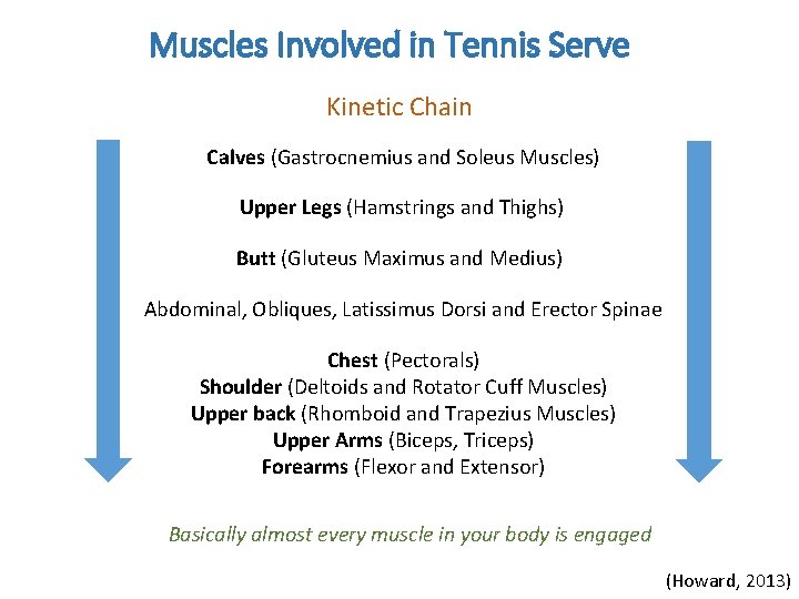 Muscles Involved in Tennis Serve Kinetic Chain Calves (Gastrocnemius and Soleus Muscles) Upper Legs