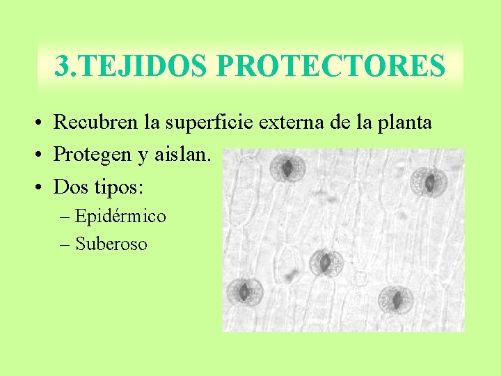 3. TEJIDOS PROTECTORES • Recubren la superficie externa de la planta • Protegen y