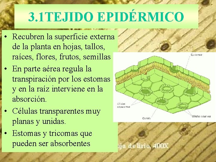 3. 1 TEJIDO EPIDÉRMICO • Recubren la superficie externa de la planta en hojas,