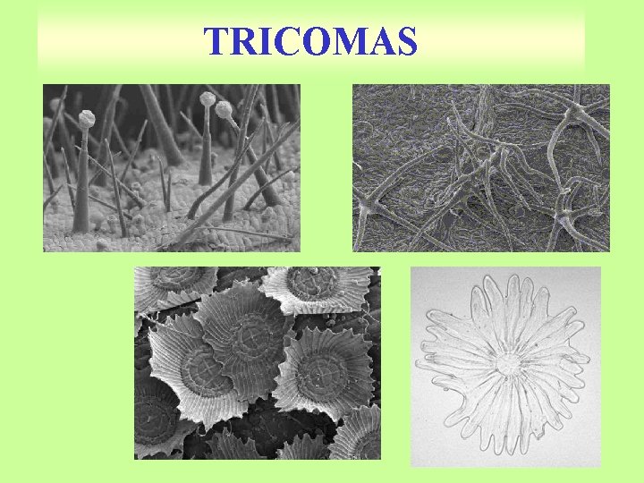 TRICOMAS 