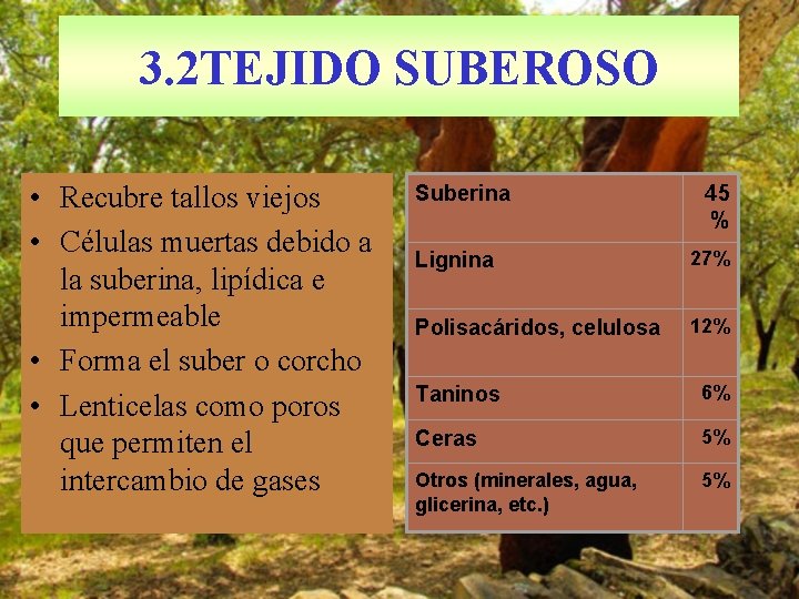 3. 2 TEJIDO SUBEROSO • Recubre tallos viejos • Células muertas debido a la