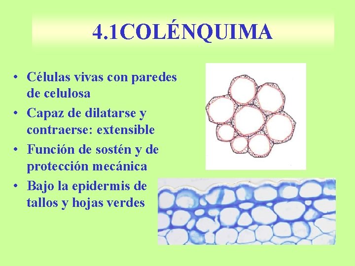 4. 1 COLÉNQUIMA • Células vivas con paredes de celulosa • Capaz de dilatarse