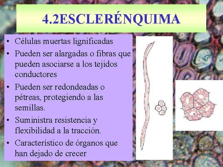 4. 2 ESCLERÉNQUIMA • Células muertas lignificadas • Pueden ser alargadas o fibras que