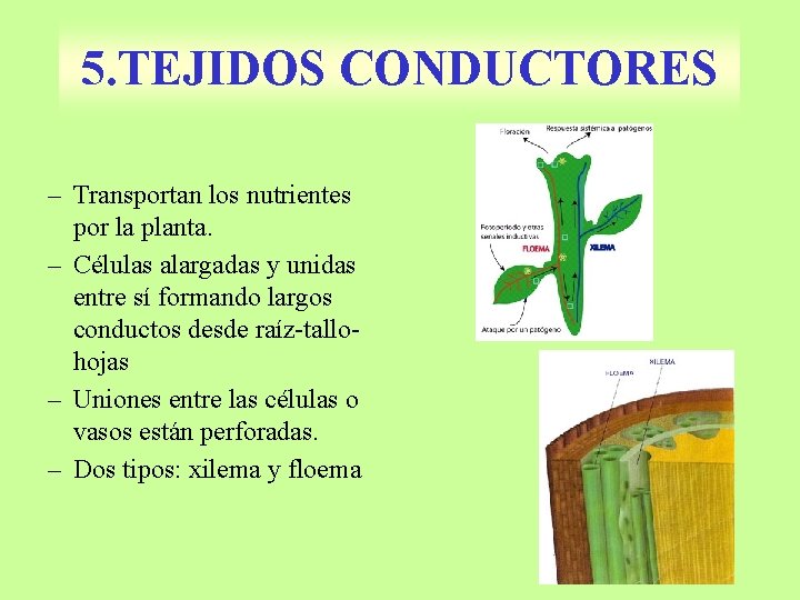 5. TEJIDOS CONDUCTORES – Transportan los nutrientes por la planta. – Células alargadas y