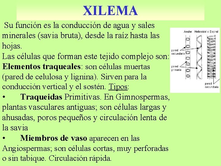 XILEMA Su función es la conducción de agua y sales minerales (savia bruta), desde