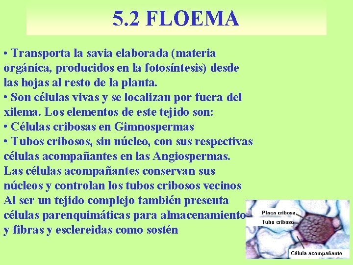 5. 2 FLOEMA • Transporta la savia elaborada (materia orgánica, producidos en la fotosíntesis)