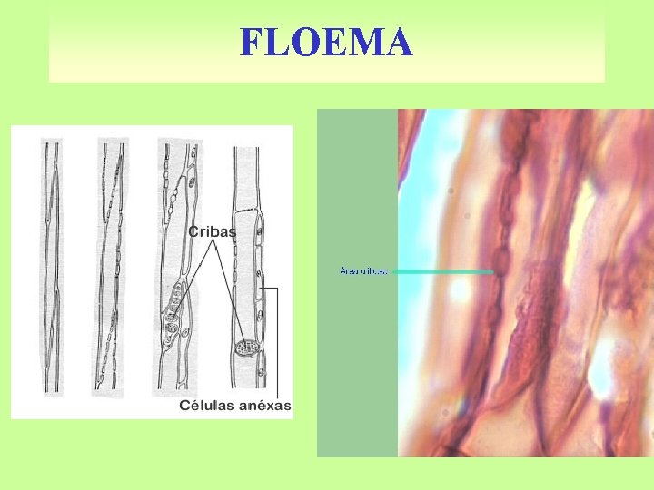 FLOEMA 