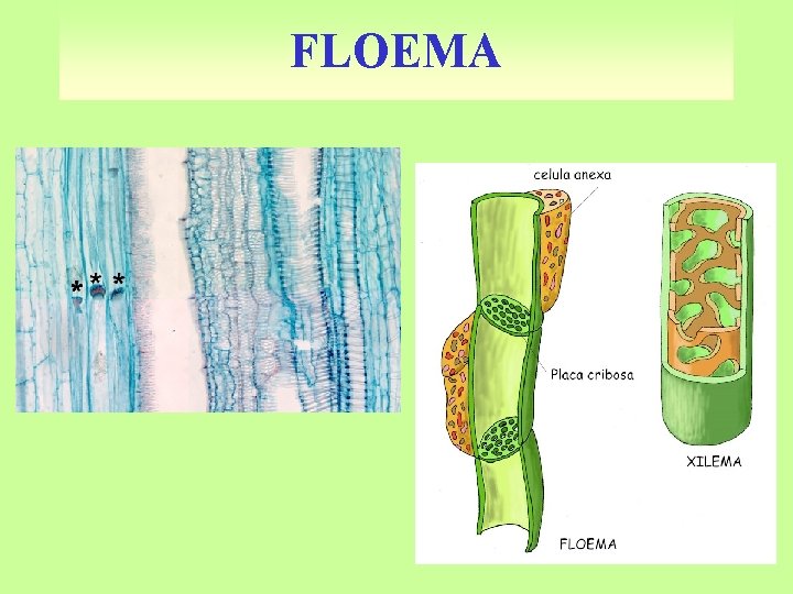 FLOEMA 