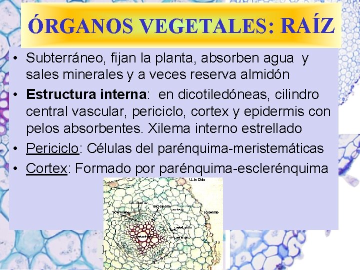ÓRGANOS VEGETALES: RAÍZ • Subterráneo, fijan la planta, absorben agua y sales minerales y