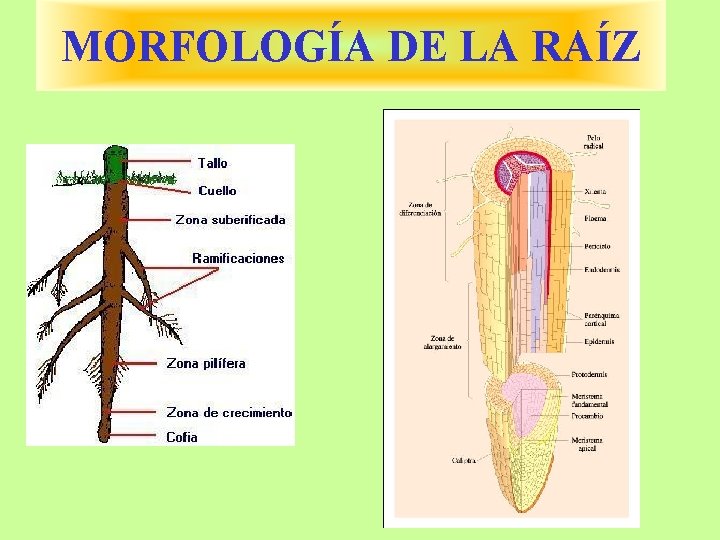 MORFOLOGÍA DE LA RAÍZ 