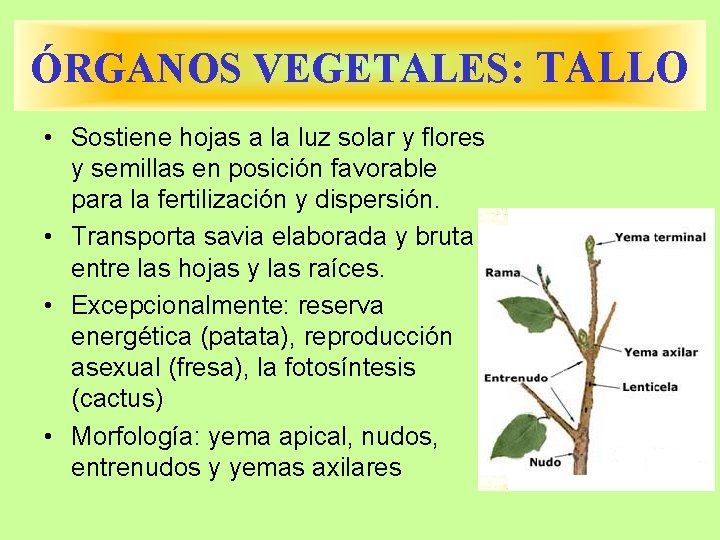 ÓRGANOS VEGETALES: TALLO • Sostiene hojas a la luz solar y flores y semillas