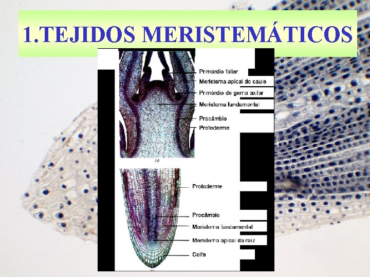 1. TEJIDOS MERISTEMÁTICOS 