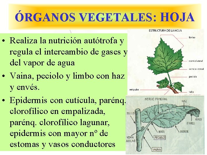 ÓRGANOS VEGETALES: HOJA • Realiza la nutrición autótrofa y regula el intercambio de gases