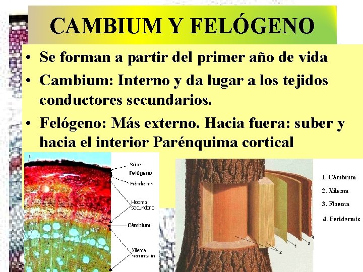 CAMBIUM Y FELÓGENO • Se forman a partir del primer año de vida •