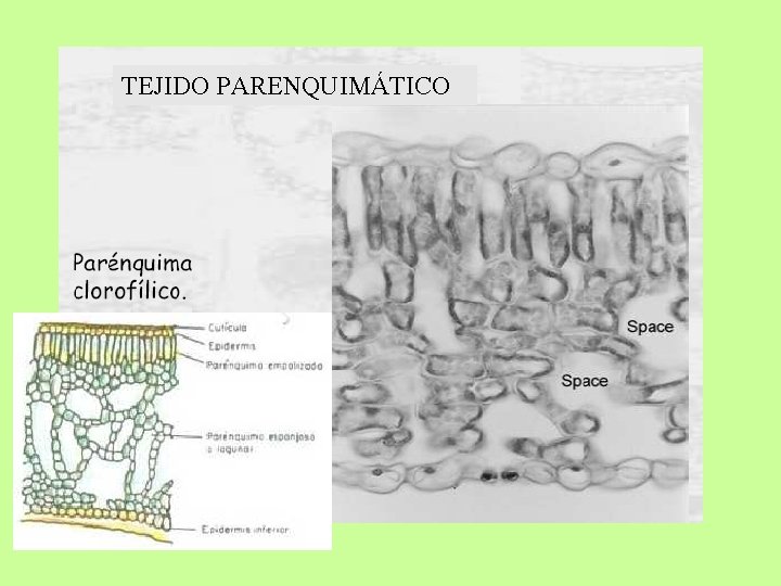 TEJIDO PARENQUIMÁTICO 