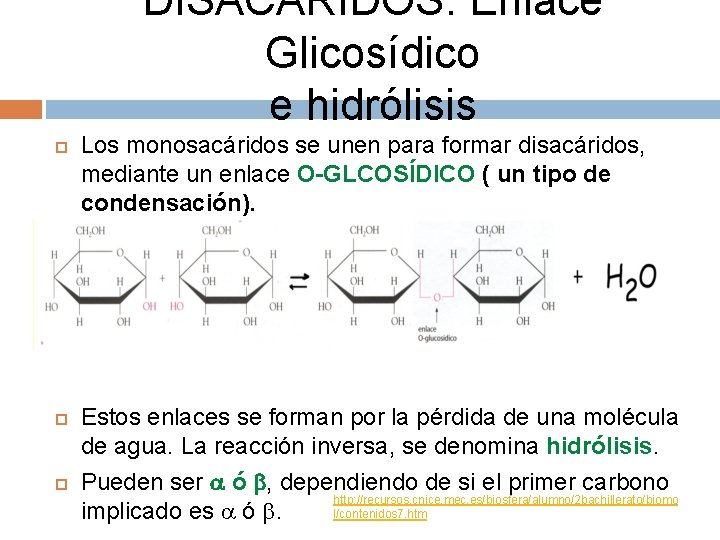 DISACÁRIDOS: Enlace Glicosídico e hidrólisis Los monosacáridos se unen para formar disacáridos, mediante un
