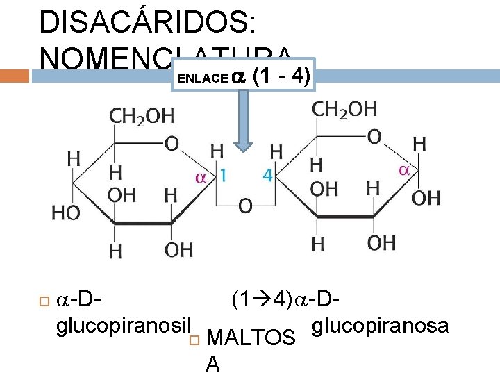 DISACÁRIDOS: NOMENCLATURA ENLACE (1 - 4) -Dglucopiranosil (1 4) -Dglucopiranosa MALTOS A 