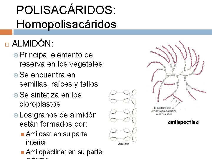 POLISACÁRIDOS: Homopolisacáridos ALMIDÓN: Principal elemento de reserva en los vegetales Se encuentra en semillas,