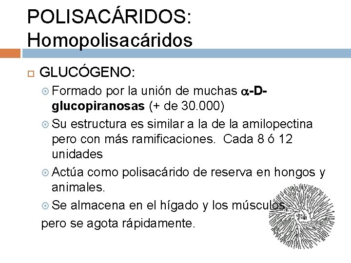 POLISACÁRIDOS: Homopolisacáridos GLUCÓGENO: Formado por la unión de muchas -D- glucopiranosas (+ de 30.