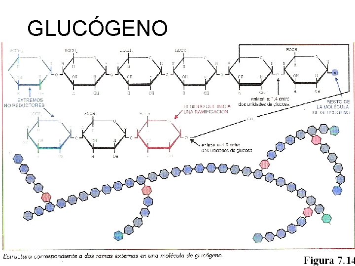 GLUCÓGENO 