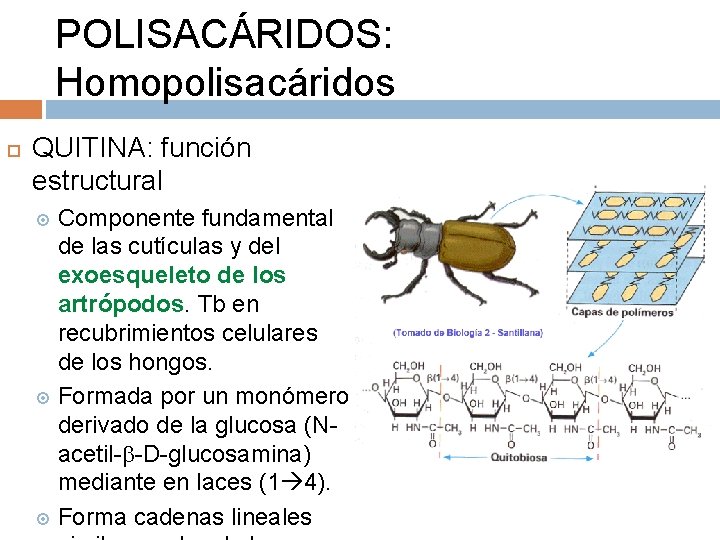 POLISACÁRIDOS: Homopolisacáridos QUITINA: función estructural Componente fundamental de las cutículas y del exoesqueleto de