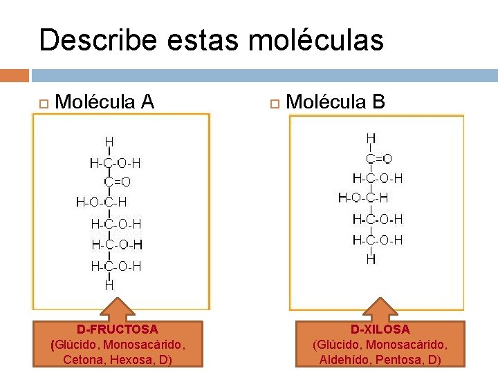 Describe estas moléculas Molécula A D-FRUCTOSA (Glúcido, Monosacárido, Cetona, Hexosa, D) Molécula B D-XILOSA