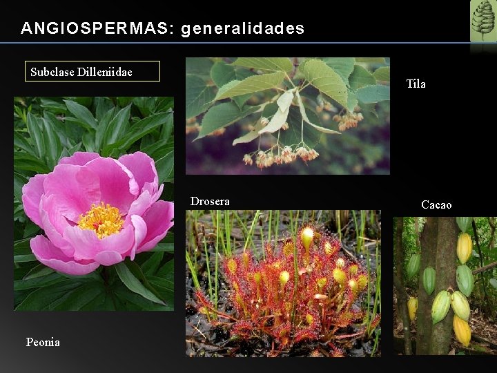 ANGIOSPERMAS: generalidades Subclase Dilleniidae Tila Drosera Peonia Cacao 