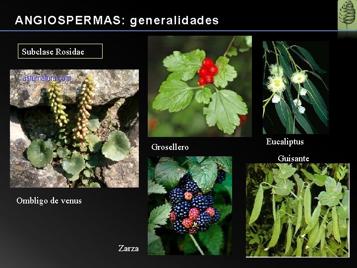 ANGIOSPERMAS: generalidades Subclase Rosidae Grosellero Eucaliptus Guisante Ombligo de venus Zarza 