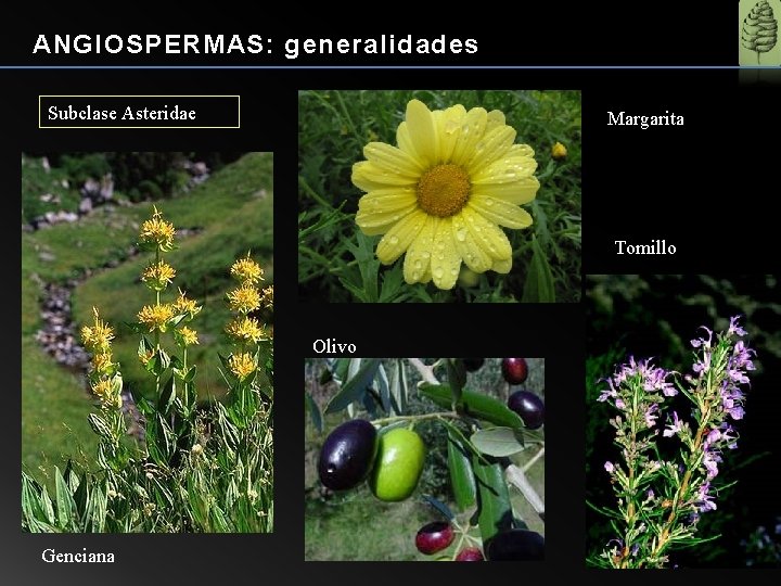 ANGIOSPERMAS: generalidades Subclase Asteridae Margarita Tomillo Olivo Genciana 