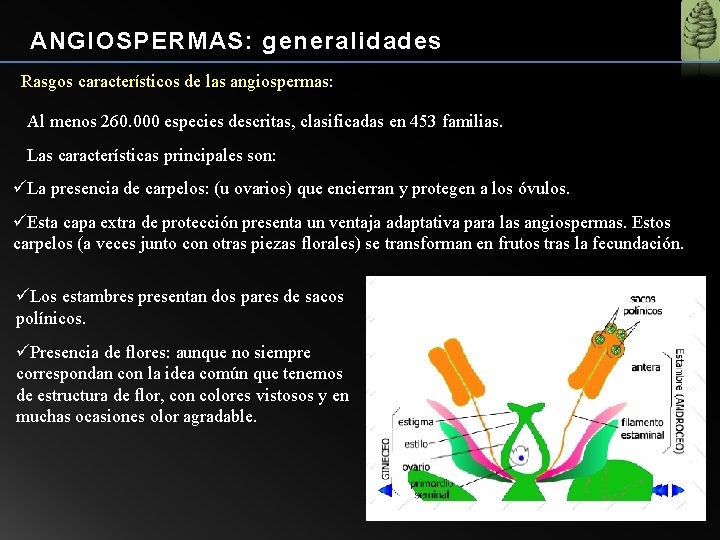 ANGIOSPERMAS: generalidades Rasgos característicos de las angiospermas: Al menos 260. 000 especies descritas, clasificadas